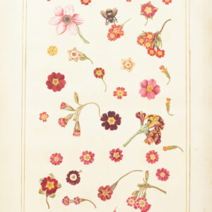 Floral Design Tea Towel - Auricula & Primula Heads