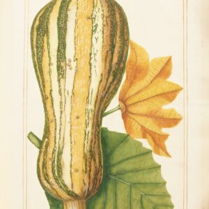 collectible Botanical Limited Print - Squash Botanical Kitchen Towel - Squash