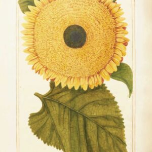 Exclusive Botanical Art - Sunflower Floral Art Tea Towel - Sunflower