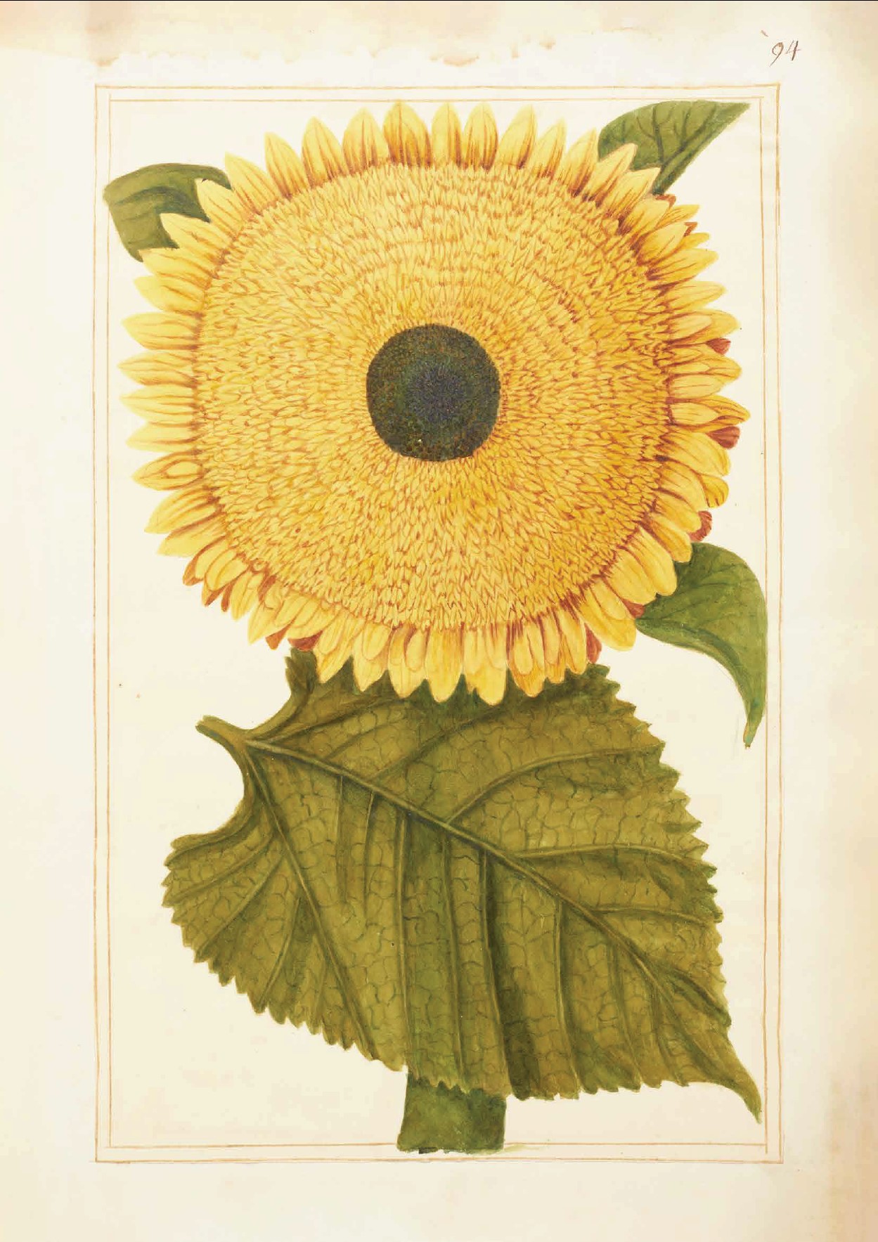 Exclusive Botanical Art - Sunflower Floral Art Tea Towel - Sunflower