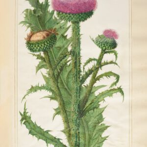 Exclusive Botanical Illustration Print - Thistle Cotton Floral Artwork Tea Towel - Thistle