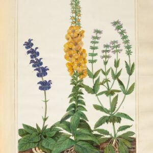 Botanical Wall Art Limited Edition - Verbascum Floral Print Tea Towel - Verbascum
