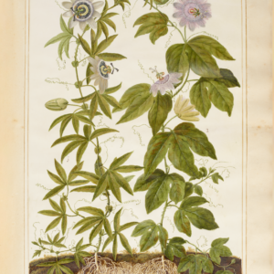 Floral Wall Art - Passion Flowers