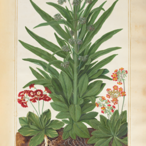 Exclusive Botanical Floral Print - Auricula & Houndstongue