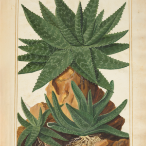 Exclusive Botanical Artwork - Aloe