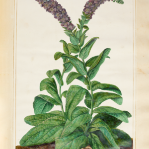 Limited Edition Floral Print - Verbascum