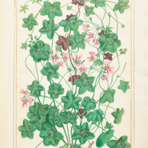 Limited Edition Botanical Painting - Climbing Pelargonium