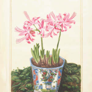 Botanical Art Decor - Nerine