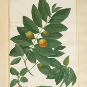 Limited Edition Botanical Print - Guava 17ft High