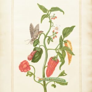 Chillis and Insects from the 1st Duchess Florilegium