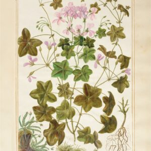 Unique Botanical Artwork - Geranium from the Cape