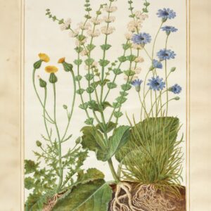 Exclusive Limited Edition Print - Horminum from the 1st Duchess of Beaufort's florilegium