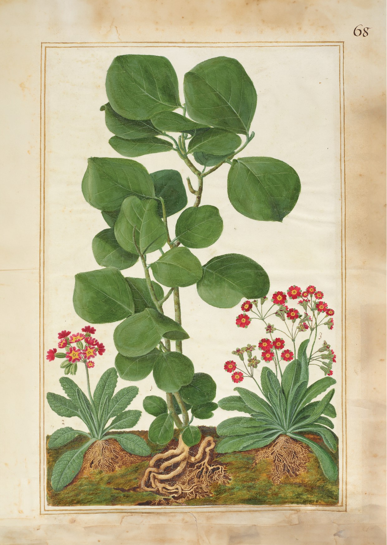Limited Edition Print - Uvifera & Polyanthus from the 1st Duchess of Beaufort's florilegium