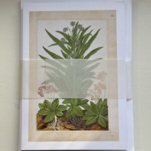 Auricula Pack of 6 Cards
