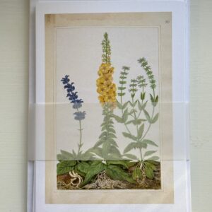 Verbascum Pack of 6 Cards