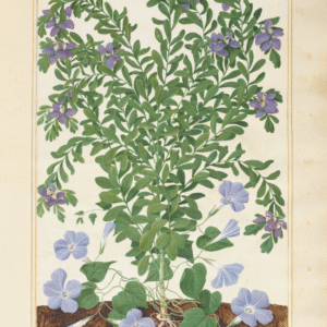 Tea Towel - Polygala